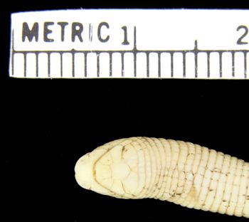 Media type: image; Herpetology R-128425